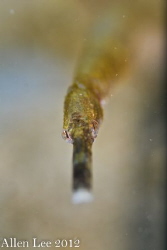 Long-snout Pipefish.Nikon D80,105mmVR,f5.6,1/100,YS-120. by Allen Lee 